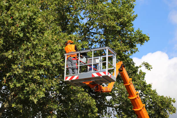 The Steps Involved in Our Tree Care Process in Rural Hill, TN